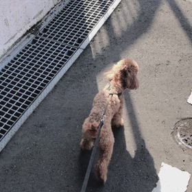 吠えない　威嚇しない　逃げないの画像