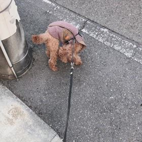 トイプードルの画像