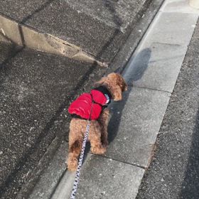 昨夜、湯船に入らなかったからか？の画像