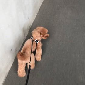 早くウンコさせようとの画像