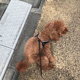 散歩の画像