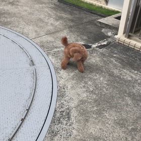 トリミングの画像