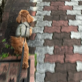 散歩の画像