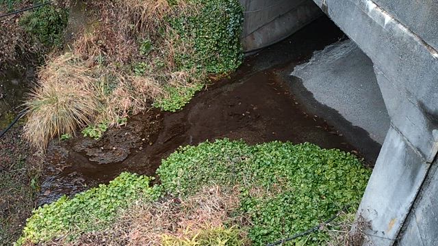 Ｐｉｃｉ　ピーチの記事動画