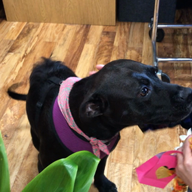 ハワイの弱虫犬MJ   生花のレイをもらってデレデレの画像