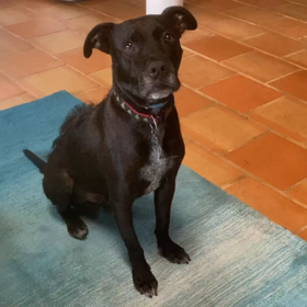 ハワイの弱虫犬MJ      サンタが来た！の画像