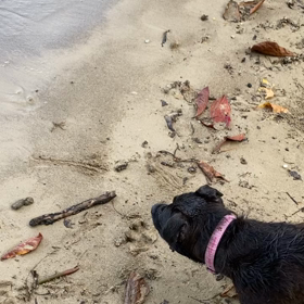 ハワイの弱虫犬　水泳特訓の後、モンスターに遭うの画像