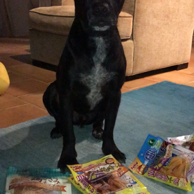 ハワイの弱虫犬MJ   たくさんのおやつの前で迷うぞの画像