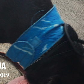 ハワイの弱虫犬MJ   ハロウィンの想い出とジジババからのプレゼントの画像