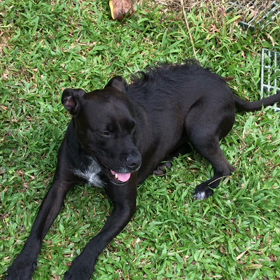ハワイの弱虫犬MJ   ひよこに優しいMJの画像