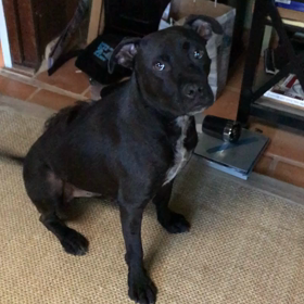 ハワイの弱虫犬MJ   カーちゃんのフラコンペ終わったワンコの画像