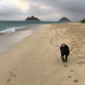ハワイの弱虫犬MJ  ラニカイビーチをお散歩の画像