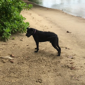 ハワイの弱虫犬MJ    勇敢に戦いを挑むMJの画像