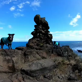 ハワイの弱虫犬MJ   ペレの椅子パート2の画像
