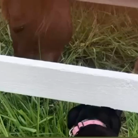 ハワイの弱虫犬MJ    MJはお馬さん好きの画像