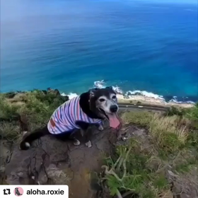 ハワイの弱虫犬MJ ピンクピルボックスハイクの画像