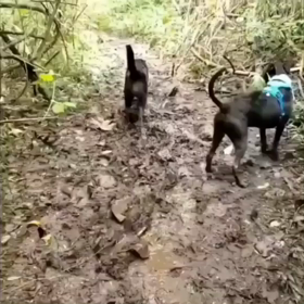 ハワイの弱虫犬MJ ワイマノトレイルで大はしゃぎ！の画像