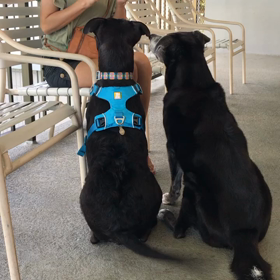 ハワイの弱虫犬MJ    尻尾はムチの画像