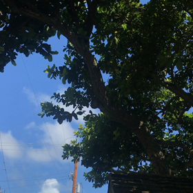 ノアノア    カイルア店にはマナがあるの画像