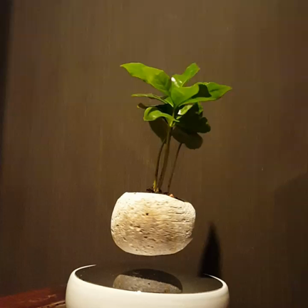 エアー盆栽 アウラに登場！　Air Bonsaiの記事動画
