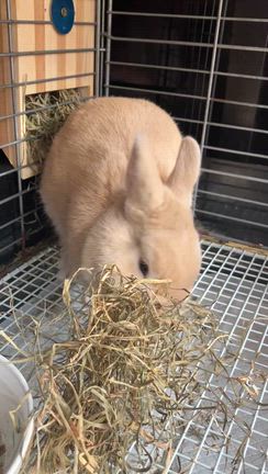 キリッと顔でムシャムシャうさぎさんの記事動画