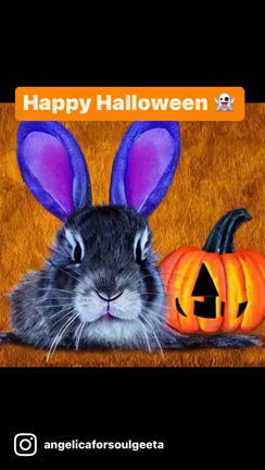 ハッピーハロウィンの記事動画