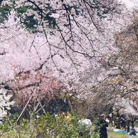 桜の雪（続）の画像