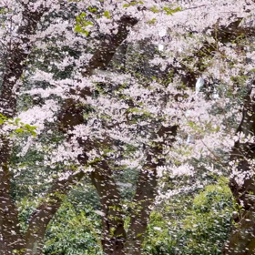 桜の雪の画像