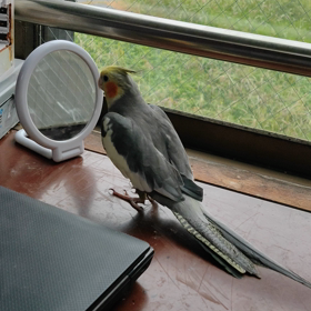 オカメインコさん動画の画像
