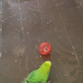 セキセイインコのサッカーの画像