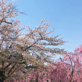 12月21日 ディナーショー in 横浜のお知らせの画像