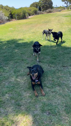 犬との生活　愛犬のルーツがわかる時の記事動画