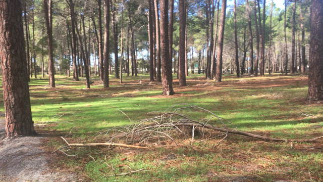 犬との生活　パースのPinesの記事動画