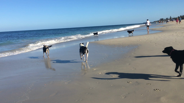 犬との生活　パースに住む理由の記事動画