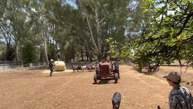 シープドックトレーニング14 努力の成果の記事動画