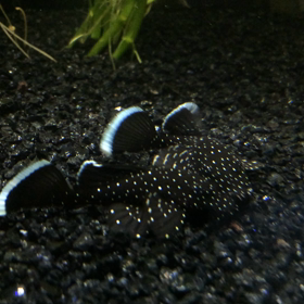 闘魚ばっかり(；´Д`Aの画像
