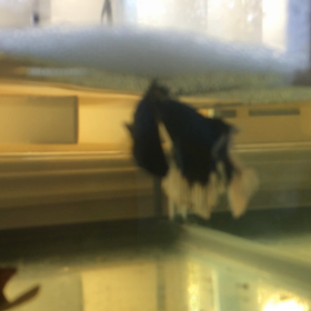 交尾っぽいけど、、、の画像