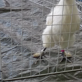 烏骨鶏の画像