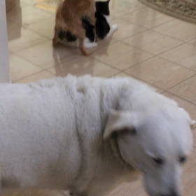 Funny dog Charlie.の画像