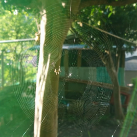 蜘蛛️の画像
