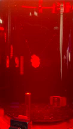 大阪万博行ってきましたの記事動画