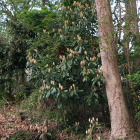 鳥さんが。の画像