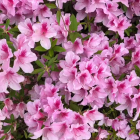 GWに撮ったお花の画像