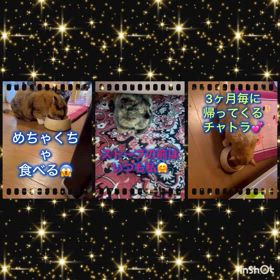 お正月2日目の画像