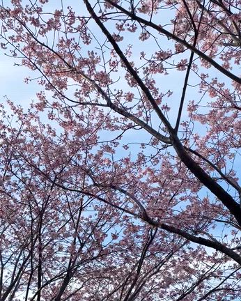 早咲きの桜が満開♡/春ブラウスを着回し！の記事動画