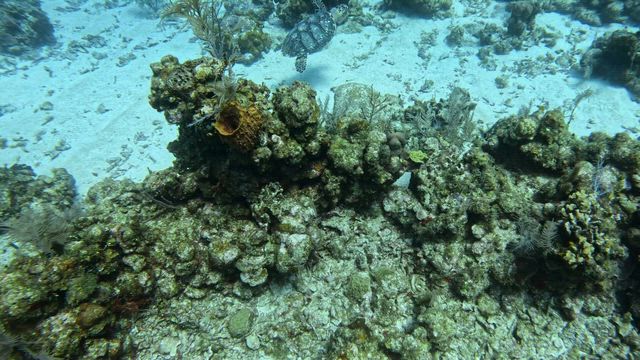 ②圧倒的な珊瑚礁！ロアタンの海中とダイビング後の肌ケアの記事動画