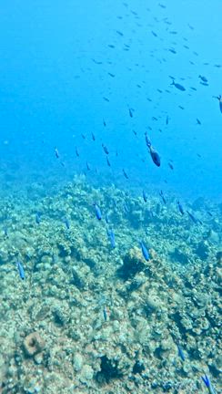 ②圧倒的な珊瑚礁！ロアタンの海中とダイビング後の肌ケアの記事動画