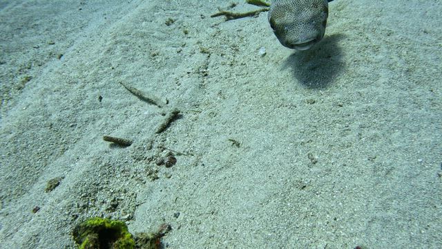 ②圧倒的な珊瑚礁！ロアタンの海中とダイビング後の肌ケアの記事動画