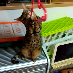 最近の流行の画像