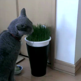 ネコ草の画像